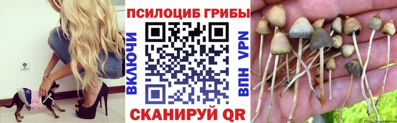 закладка  Калининск  Галлюциногенные грибы GOLDEN TEACHER 